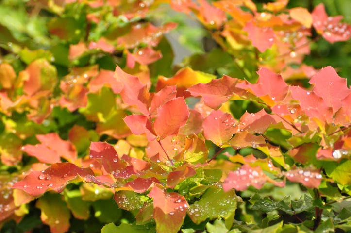 Mahonia wagneri ‘Sunset’