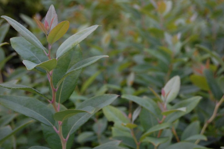 Zenobia pulverulenta ‘Blue Sky’